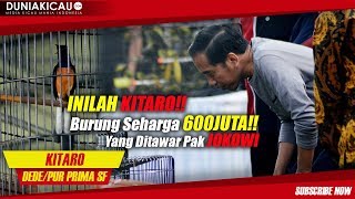Download lagu INILAH KITARO!! Burung Seharga 600 JUTA Yang Ditawar Pak JOKOWI mp3