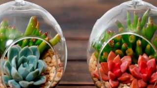 22 Creative Succulent Terrarium Inspirations