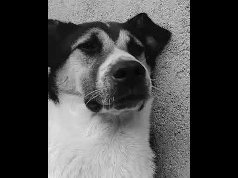 How dogs are so special/little kancha/SAJUNA Arpana