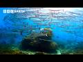 Incredible Wildlife Scenes Narrated By David Attenborough BBC Earth