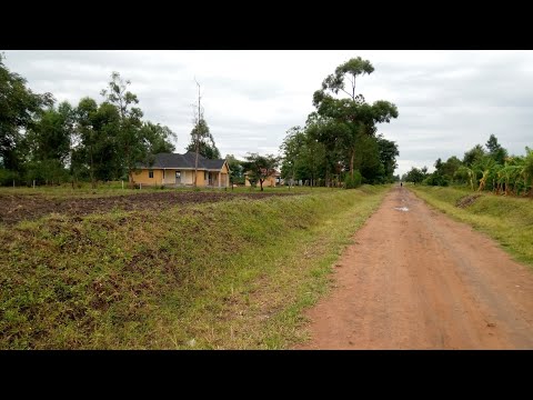 Ajaeongo Erono - Davido Spider