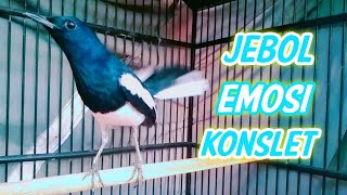 Download lagu AMPUH..JEBOL EMOSI KACER BIKIN CEPAT KONSLET BUKOR !! PANCINGAN KACER GACOR FULL ISIAN . mp3