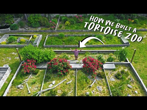 ULTIMATE TORTOISE GARDEN (Our Backyard Sanctuary)