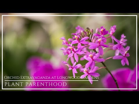 PP Longwood Gardens Orchid Extravaganza 2019