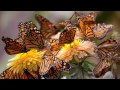 Yanni - After The Sunrise