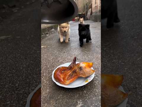 Sorry puppies not for you #shorts