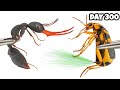 Simulating 1 000 Ants And Deadliest Insects For 300 Days ANTTREK