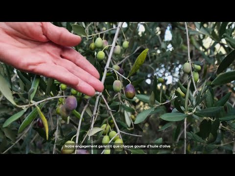 Tunisian Olive Oil: The Soul of People, From the Timeless Land of Olives
