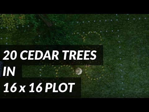 20 Cedars/Worm Compost in a 16x16 plot : ArcheAge Unchained