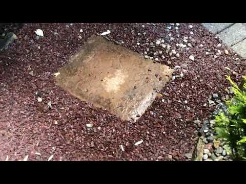 Ants Marching Along the Back Patio in Freehold, NJ