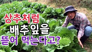 [배추재배] 상추처럼 배추잎 뜯어 먹어도 될까요