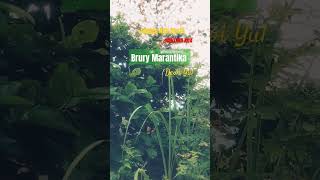 Download lagu Jangan Ada Dusta - Brury Marantika - Dewi Yul #shorts #lagu #nostalgia @Radiojaddoels mp3 Download lagu Jangan Ada Dusta - Brury Marantika - Dewi Yul #shorts #lagu #nostalgia @Radiojaddoels mp3
