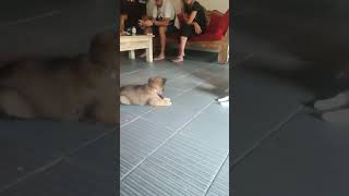 Anabul Shira the cat dan Guy kintamani dog #viral #video #indonesia #b