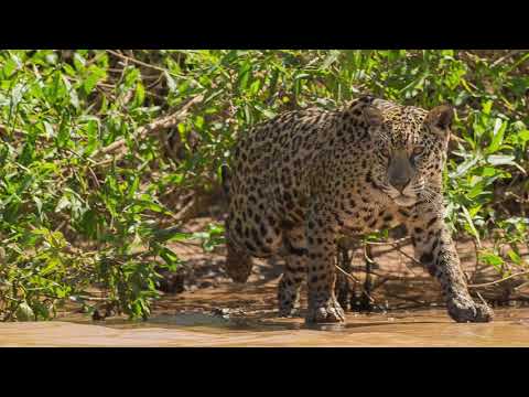 Pantanal photo tour compilation with Biodiverse Brazil by our client Praveen Siddannavar
