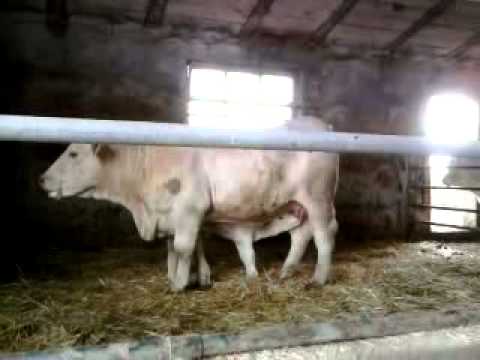 Mucca (manza charolaise) che allatta figlia