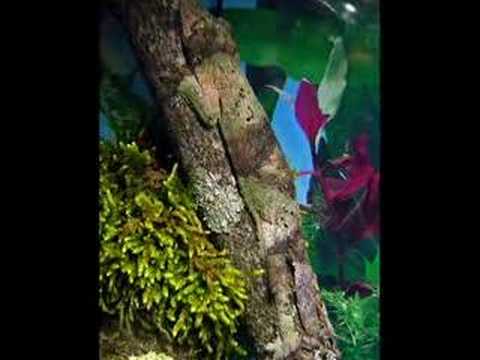 YouTube Video bGiq--_90qw