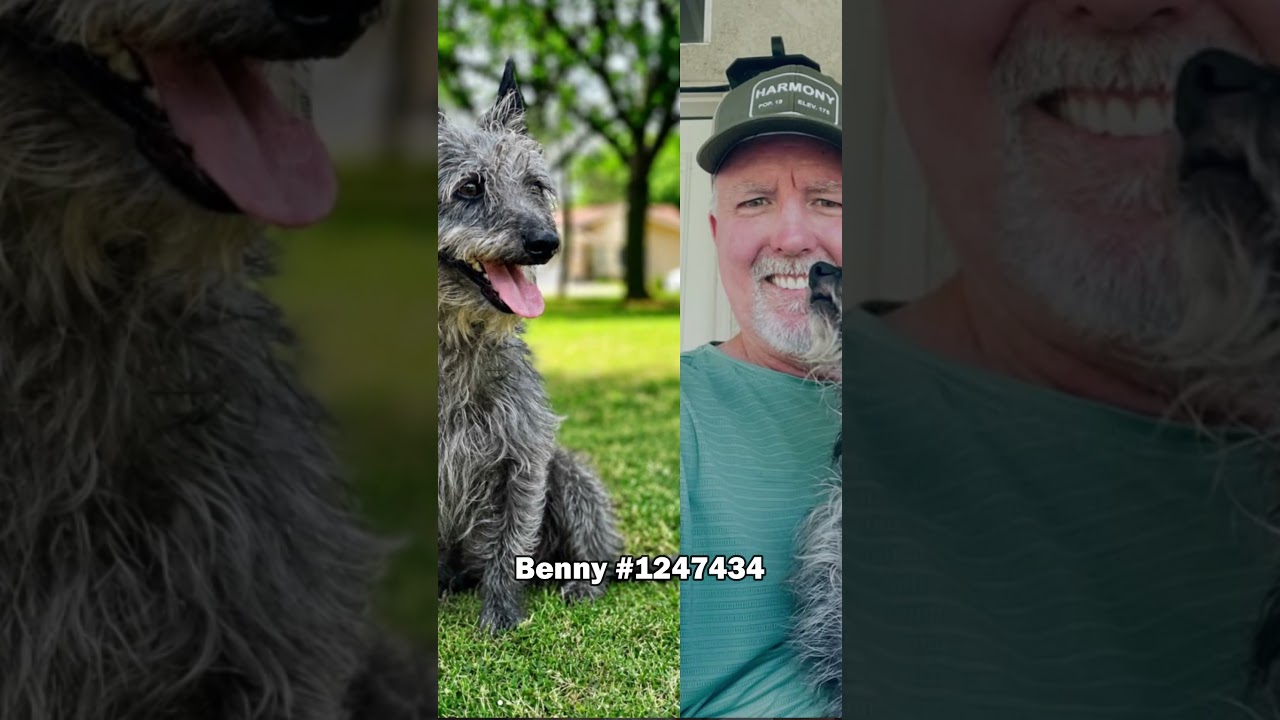 Enlarge Sargent Woofers -- URGENT -- LONGTIME RESIDENT, a ADOPTABLE German Shepherd Dog in Thousand Oaks, CA video 5/5