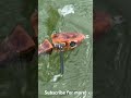 DROWNING MUNK!! 😮 #fishing