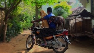 Pet dog's bike ride with master  