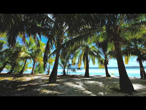 Redwoods: Among the Giants in 4K - Unique California’s Forest | Relaxing Video with Naure Sounds 4kl