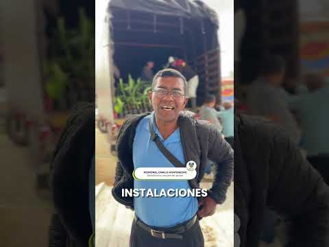 Entregamos plántulas de plátano y fertilizante