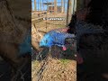 10 Weird Bird Sounds