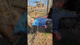 Download lagu 10 suara burung yang aneh mp3 Download lagu 10 suara burung yang aneh mp3