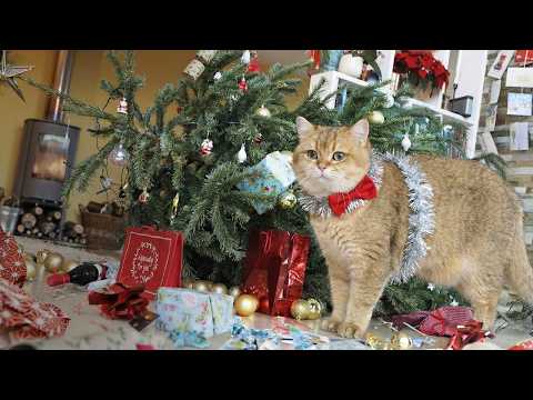La folie des fêtes pour les chats | Vidéos de chats drôles et mignons pour Noël
