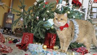 La folie des fêtes pour les chats | Vidéos de chats drôles et mignons pour Noël