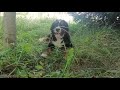 Bernese Mountain Dog puppy for sale