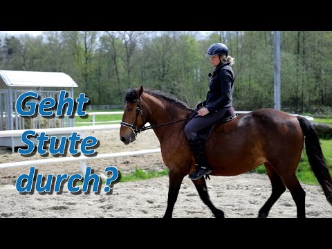 Geht Monja wirklich durch? Ariane Telgen probiert es selber - 20 jähriges Schulpferd im Check