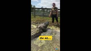 Crocodile eating girl ohh nooo....#Shorts