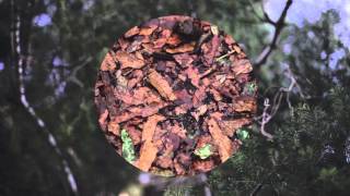 &quot;This Is Not a Fairytale,&quot; a poem by Laura Kasischke, adapted by L. Barthelemy &amp; S. Kusayanagi