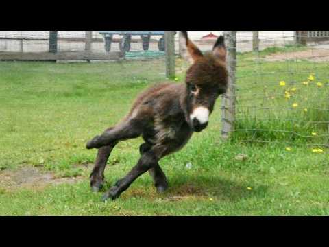 Des moments drôles avec des ânes que vous n'auriez jamais imaginés ! 🤣 funniest animal videos 2025