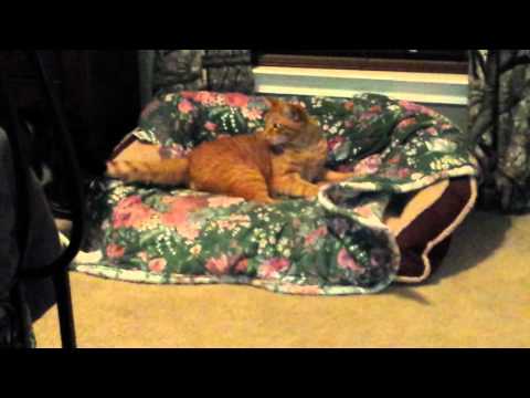 When the cat steals the dogs bed!!