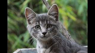 How many bones in a cats body