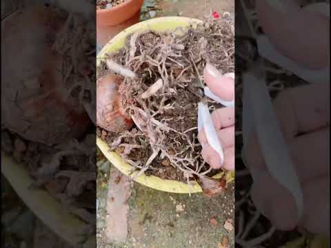 アマリリスは葉しか成長しません。この見事な植物を再び咲かせるにはどうすればよいでしょうか?  庭園