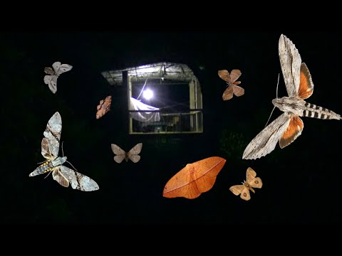 Moth-Trapping TOWER In the Rainforest  (REGUA Brazil)