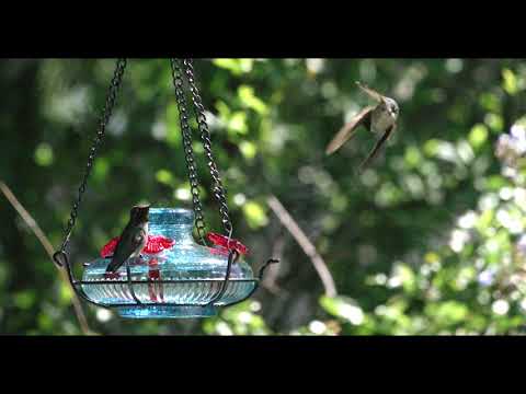 male Anna's hummingbirds at the Parasol feeder