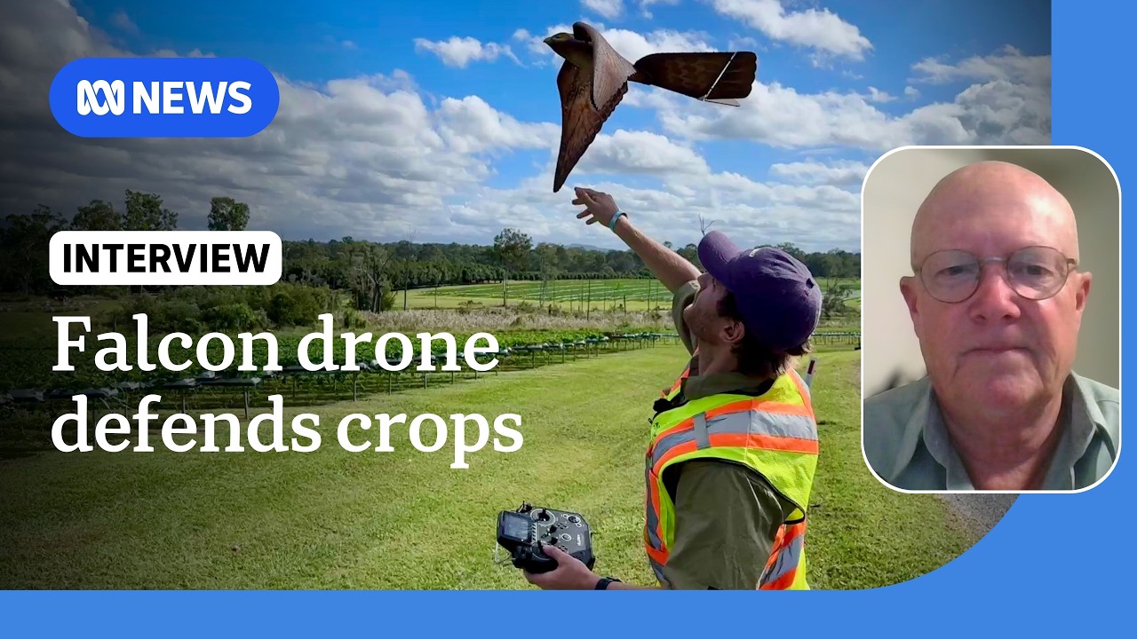 Falcon-like drone defends strawberry crops from birds in Qld trial | ABC NEWS