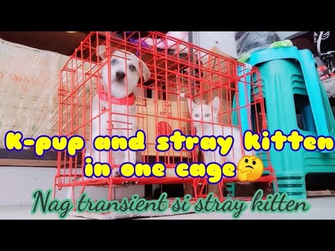 K-pup/stray kitten in one cage.