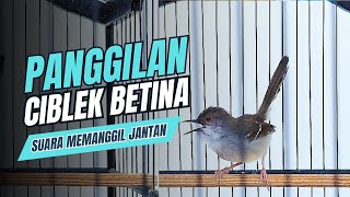 Download lagu Ciblek Betina Gacor untuk Pancingan Ciblek Betina Memanggil Ciblek Jantan‼️ mp3 Download lagu Ciblek Betina Gacor untuk Pancingan Ciblek Betina Memanggil Ciblek Jantan‼️ mp3