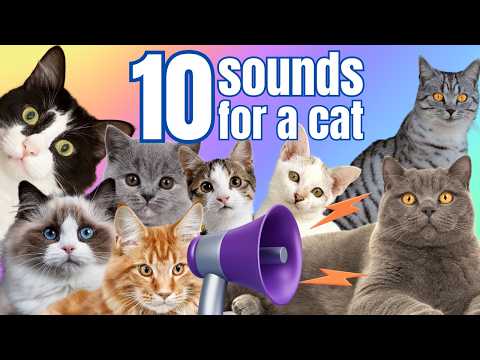 10 Sounds Cats Love To Hear The Most | Your cat will love this sound!
