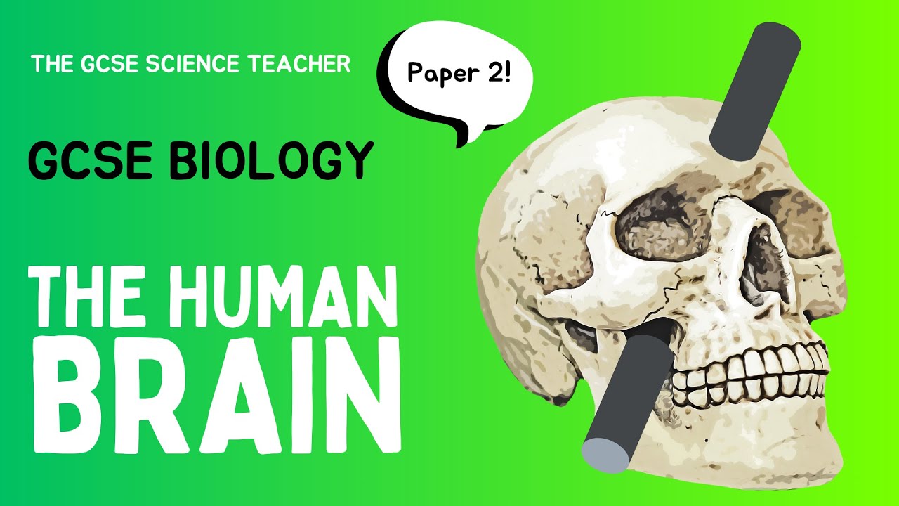 The Human Brain (GCSE Biology) | The GCSE Science Teacher