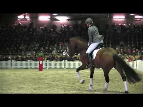 Freigeist - Hengstvorführung Adelheidsdorf 2023