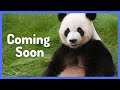 Animal Adventures Animal Learning Shows For Kids Toddlers With Rainforest Tree And Forest Animal
