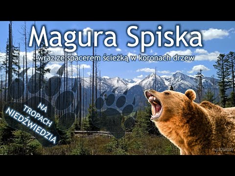 Magura Spiska - na tropach niedźwiedzia 🐻 + spacer ścieżką w koronach drzew!