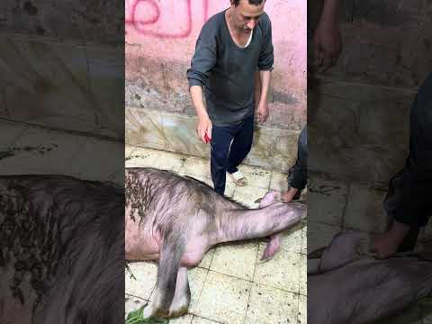 كيفيه نحر العجل بقره توقيع في اقل من دقيقه تكتيف الاربع رجلين بكل سهوله دبيح علي الواقف اضحية العيد