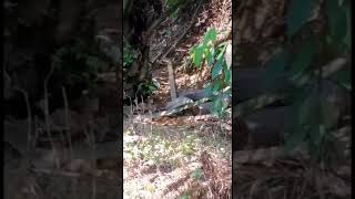 Download lagu Ular Tedung Selar dalam Kebun Kelapa Sawit 🐍 mp3