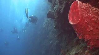 preview picture of video 'MSD Roatan Honduras Dive Trip Video 2010 Intro'